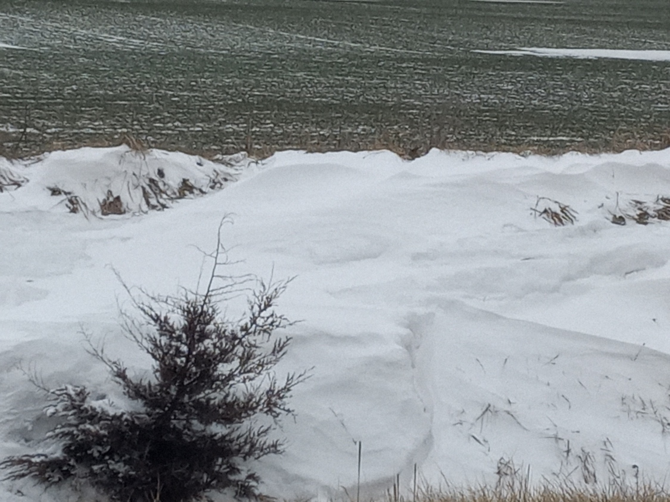 A blanket of snow covers a field of young wheat, with drifts gathered along the field edge and a small evergreen in the foreground.